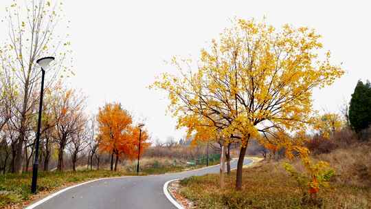 秋天枫林道路