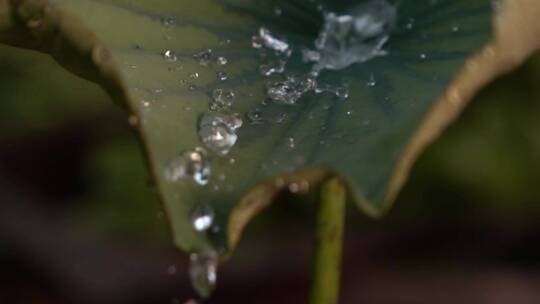 水珠从叶子滴下