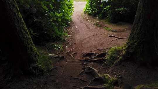 穿越亚速尔群岛大自然的徒步旅行在令人惊叹的火山口湖结束