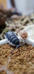 Porcellio Scaber的特写镜