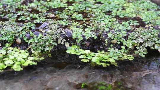 水面漂浮绿色植物特写