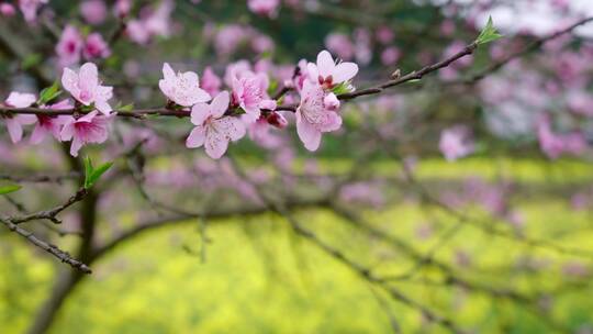 4k实拍桃花油菜花田