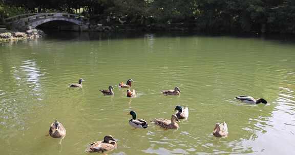 杭州西湖花港观鱼嬉戏的野鸭和鸳鸯慢镜头