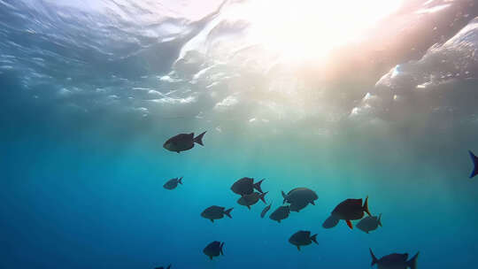 海底鱼群水底拍摄