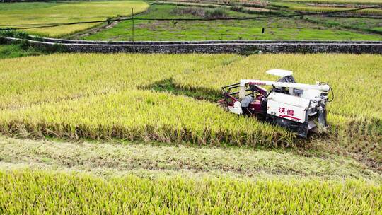 4k航拍机械化收割稻谷