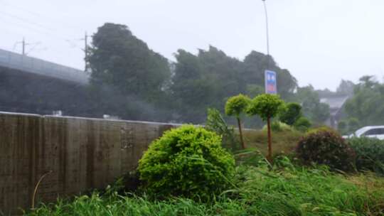 台风狂风暴雨下摇摆的行道树