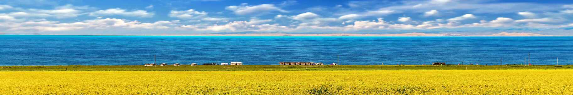 青海湖油菜花田