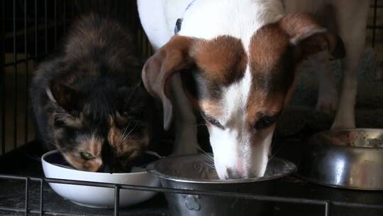 狗和猫一起吃饭视频素材模板下载