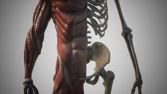 人体的肌肉和骨骼系统视频素材模板下载