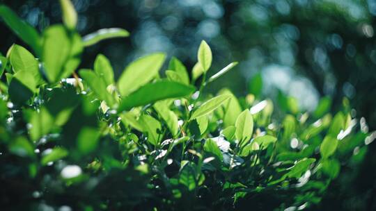 嫩绿茶叶 碧绿 茶山 嫩芽 生力阳光 绿茶