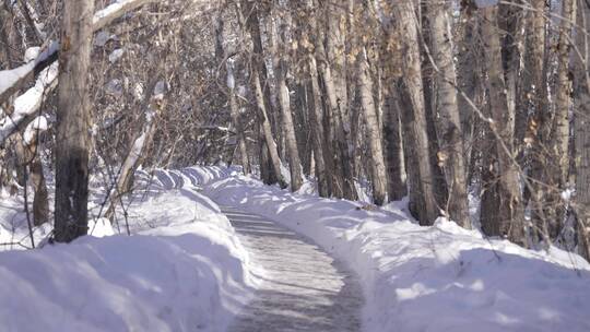 阿勒泰桦林公园雪景