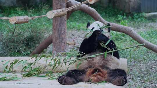 大熊猫吃竹子视频合集视频素材模板下载