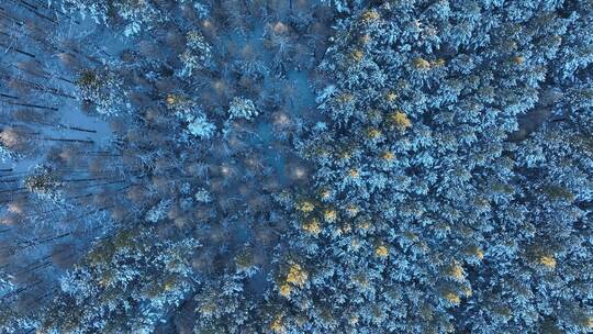 森林俯拍冬季雪地松林自然风光