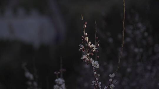 春天植物刚刚冒出嫩芽