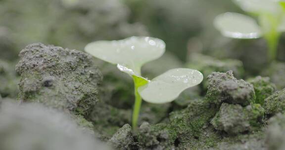 菜苗特写手捧泥土检测土质量 肥料农民的手