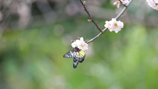 报喜斑粉蝶/蝴蝶在梅花上采蜜