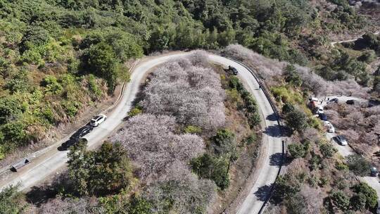 中国广东省广州市从化区广州流溪红岭街梅花