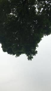 北京胡同郁郁葱葱的树