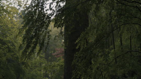 古树 植物 东方美学庭院 江南水墨