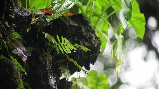 原始森林植物滴水观音叶子下雨水滴