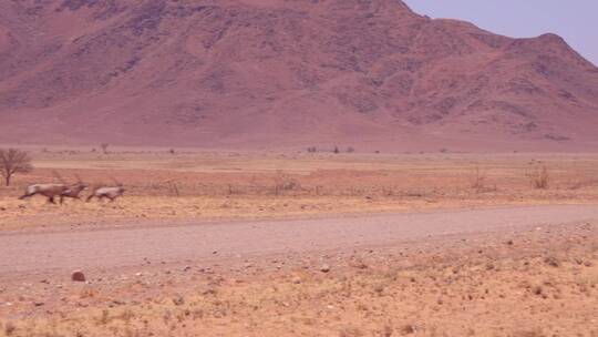 羚羊在纳米比亚沙漠中穿过马路