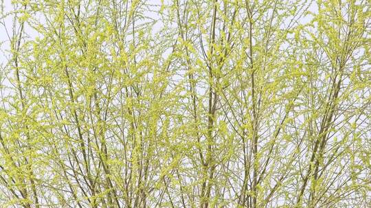 乡下春天刚刚长出绿叶的柳树随风摇摆