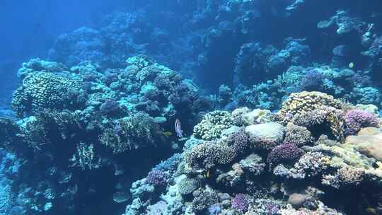 红海珊瑚礁水下多彩热带