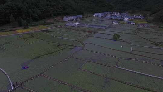 雷波马湖莼菜