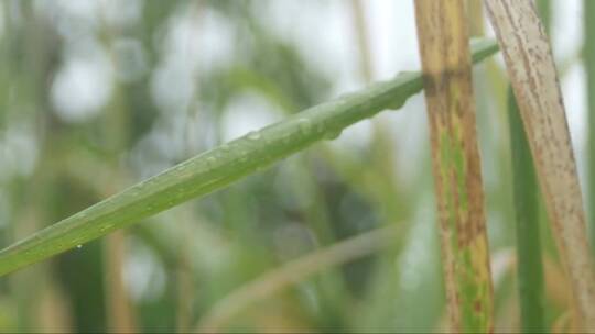 雨中的甘蔗草