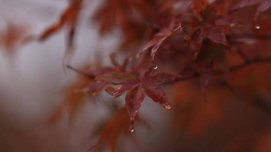 秋天雨后的风景（向日葵枫叶花朵）