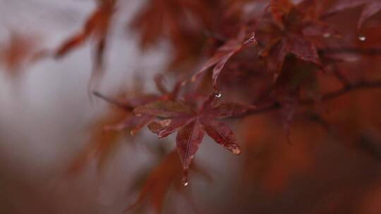 秋天雨后的风景（向日葵枫叶花朵）视频素材模板下载