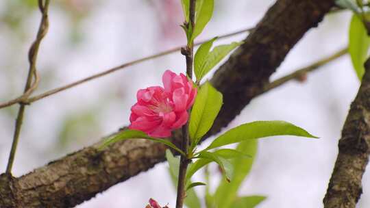 春天桃花特写镜头