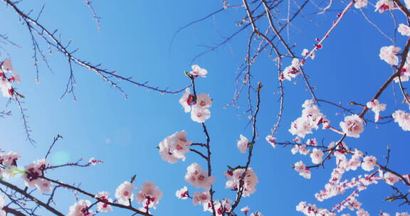 移动轨道拍摄蓝天背景的杏树花枝系列