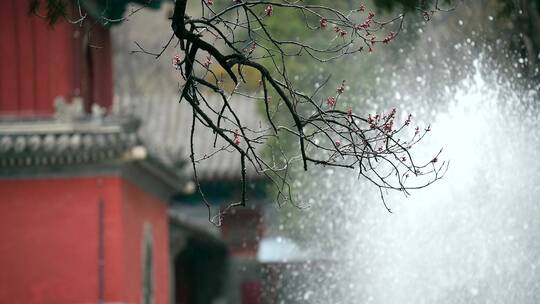 北京大觉寺许愿池前含苞待放的花朵