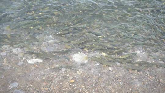 青海湖 湟鱼 湖水 岸边 旅行 石头 保护动物