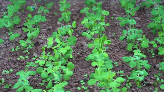 4K微风与细雨中茁壮生长的豌豆秧苗