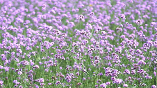 薰衣草 花海