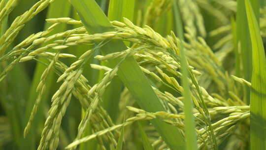 水稻小麦粮食庄稼特写微距