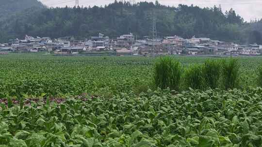 云南龙陵县平达乡草烟田航拍