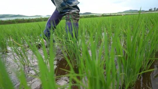 农村农民田里插秧除草视频素材4