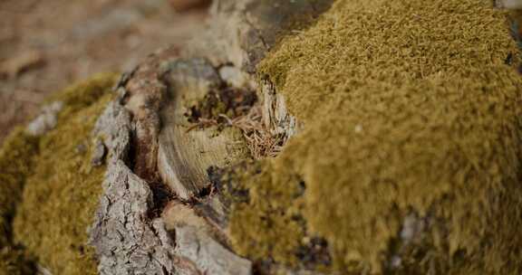 苔藓，苔藓，树桩，腐烂