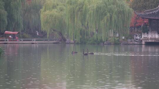 在扬州瘦西湖休闲游来游去的黑天鹅