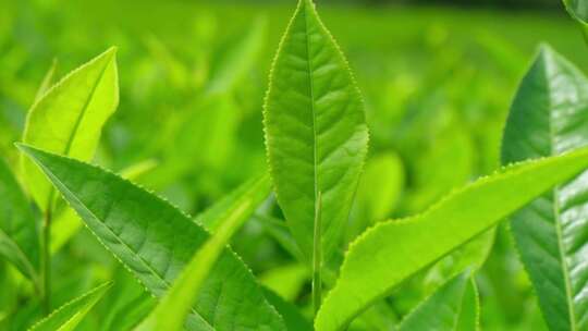 西藏墨脱高山茶园茶叶种植特写