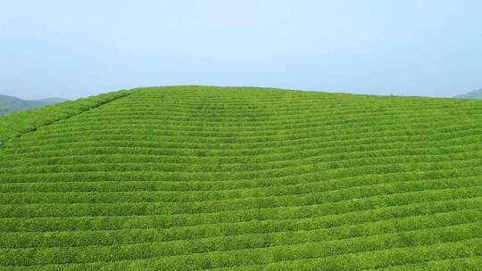 春天清新的茶山航拍视频