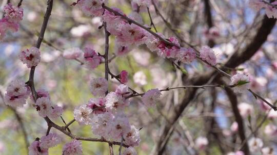 【镜头合集】北京植物园桃花梅花樱花粉色