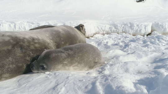南极洲威德尔海豹一家在雪地上休息视频素材模板下载