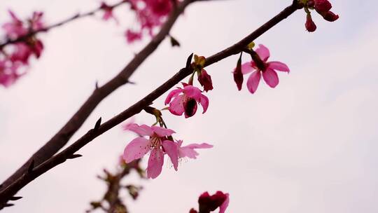 花开 春游踏青 游玩油菜花 公园赏花