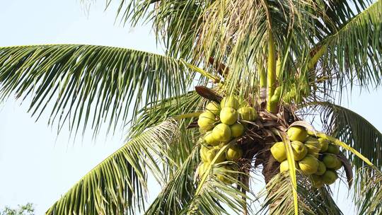 长满椰子的椰树视频素材模板下载