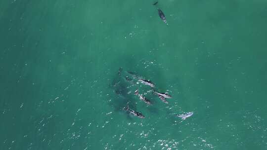 一群海豚在展示求爱