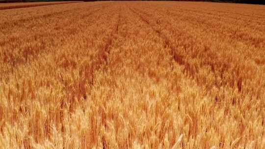 麦子 麦苗 麦收 麦田 丰收 收获 小麦 庄稼
